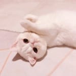 Felipe Madrid avatar